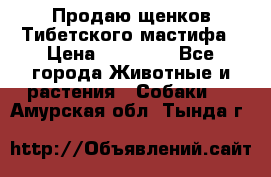 Продаю щенков Тибетского мастифа › Цена ­ 45 000 - Все города Животные и растения » Собаки   . Амурская обл.,Тында г.